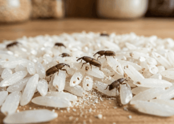 Caruncho no pote de arroz: o truque da folha de louro para se livrar dos bichinhos pretos de vez