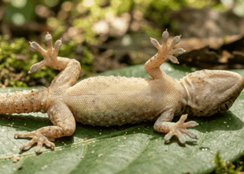O comportamento estranho que ajuda animais a escapar de predadores