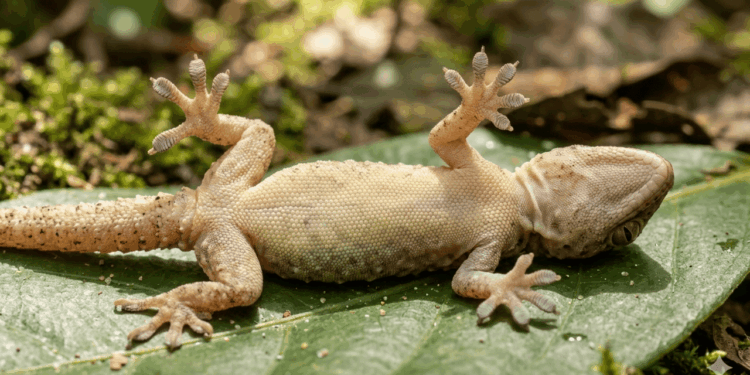 O comportamento estranho que ajuda animais a escapar de predadores
