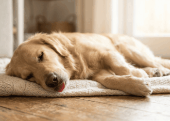 Os sinais visíveis na boca do cachorro que provam que a saúde dele está em risco