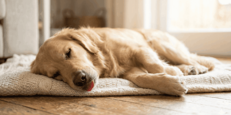 Os sinais visíveis na boca do cachorro que provam que a saúde dele está em risco