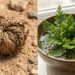 De bola seca a jardim verde: veja como cultivar a fascinante planta da ressurreição em casa