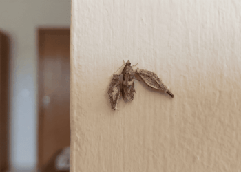 A misteriosa casinha que surge na parede e às vezes se move sozinha intriga moradores