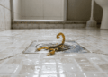 escorpiões em casa
