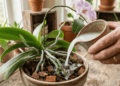 O truque da água de arroz que pode deixar suas orquídeas mais fortes e saudáveis
