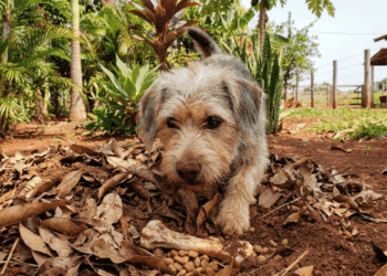 O comportamento curioso que faz cães guardarem comida em cantos da casa