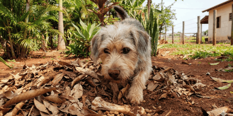 O comportamento curioso que faz cães guardarem comida em cantos da casa