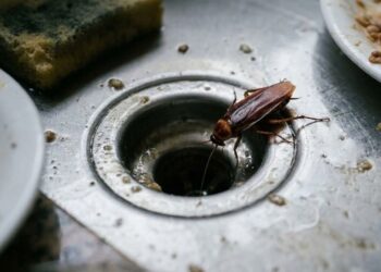 O erro pouco conhecido que atrai baratas para dentro de casa