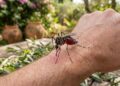 Não é o tipo sanguíneo: a ciência descobriu como mosquitos decidem atacar suas vítimas