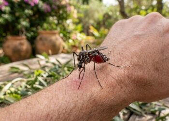 Não é o tipo sanguíneo: a ciência descobriu como mosquitos decidem atacar suas vítimas