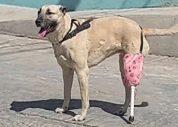 Família faz prótese com garrafa pet e cabo de vassoura para ajudar sua cachorrinha, emocionando internautas