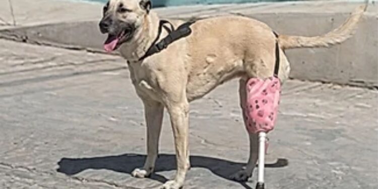 Família faz prótese com garrafa pet e cabo de vassoura para ajudar sua cachorrinha, emocionando internautas