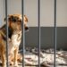 Cão resgatado, que retorna ao abrigo de animais uma semana após sua adoção, espera por uma vida melhor