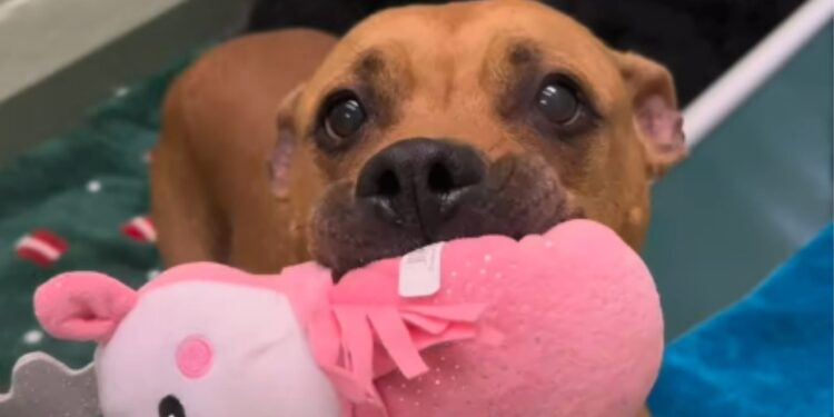 Cadelinha de abrigo 'esquecida' tenta compartilhar brinquedos com qualquer pessoa que passe por perto de sua casinha