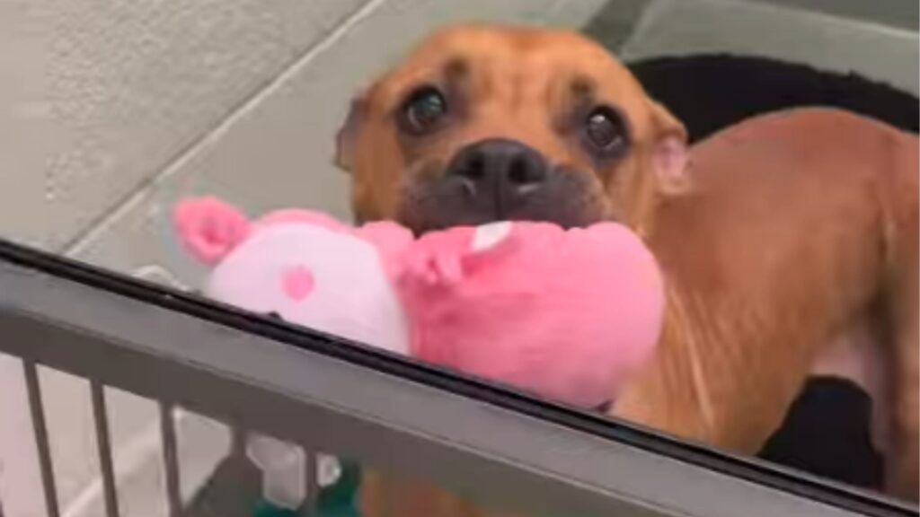 Cadelinha de abrigo 'esquecida' tenta compartilhar brinquedos com qualquer pessoa que passe por perto de sua casinha