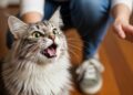 O que significa quando o gato mia muito ao ver o tutor
