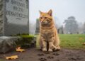 "Sinto falta do meu pai", este gato laranja faz vigília ao túmulo de seu dono há dois anos