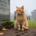 "Sinto falta do meu pai", este gato laranja faz vigília ao túmulo de seu dono há dois anos