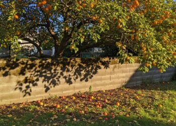O que diz a lei sobre pegar frutas que caem no seu quintal vindas da árvore do vizinho