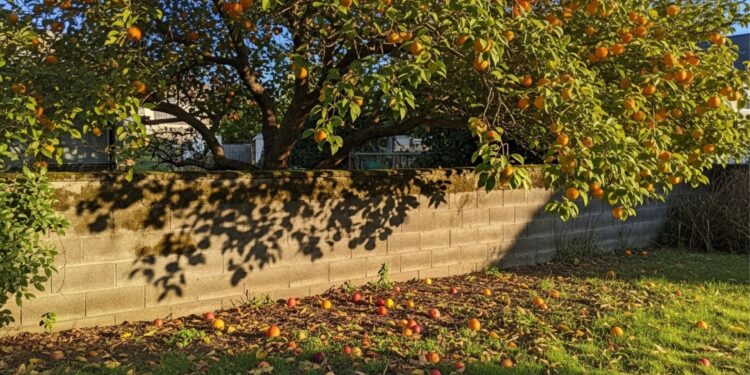 O que diz a lei sobre pegar frutas que caem no seu quintal vindas da árvore do vizinho