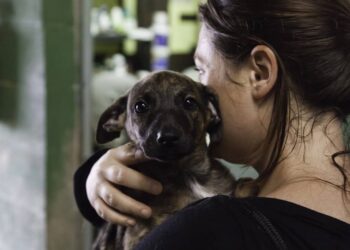 Veterinária emociona ao explicar por que negar uma adoção também pode salvar a vida de um cachorro