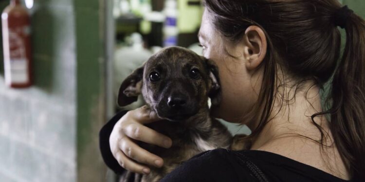 Veterinária emociona ao explicar por que negar uma adoção também pode salvar a vida de um cachorro
