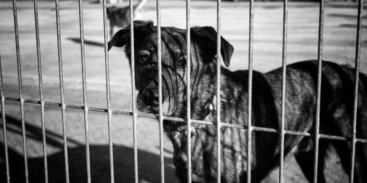 Depois de perder o dono, cachorro idoso se isola e família luta para reacender sua alegria