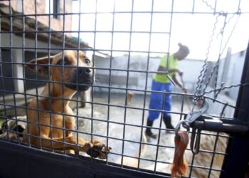 Depois de perder o dono, cachorro idoso se isola e família luta para reacender sua alegria