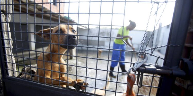 Depois de perder o dono, cachorro idoso se isola e família luta para reacender sua alegria