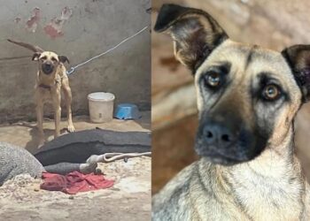 “Passaram anos acorrentados”: A transformação de Bebel e Chico após o resgate emociona