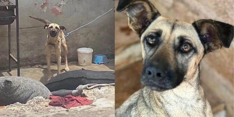 “Passaram anos acorrentados”: A transformação de Bebel e Chico após o resgate emociona