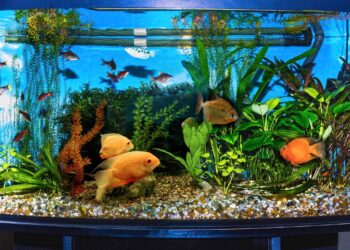 O radar invisível no corpo dos peixes que detecta seus passos muito antes de você chegar