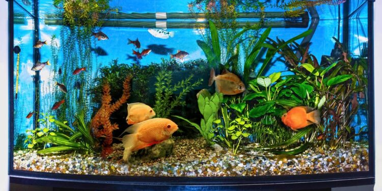 O radar invisível no corpo dos peixes que detecta seus passos muito antes de você chegar