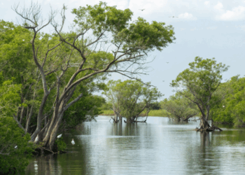 Cientistas alertam por que preservar só a floresta pode não ser suficiente para salvar nossas aves