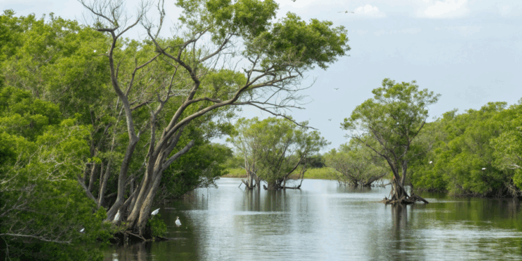 Cientistas alertam por que preservar só a floresta pode não ser suficiente para salvar nossas aves