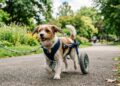 Mesmo sem conseguir andar, cachorrinha mostrou uma vontade de viver que comoveu todos
