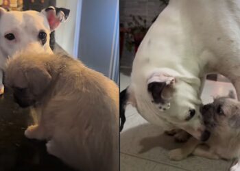 Nina passou fome e medo nas ruas e nunca imaginou que alguém abriria a porta e mudaria sua vida