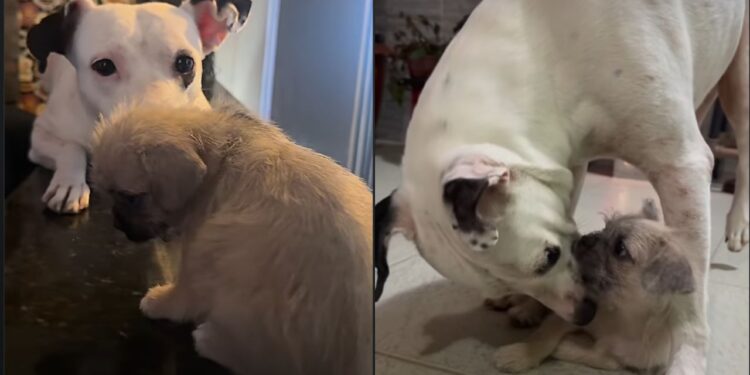 Nina passou fome e medo nas ruas e nunca imaginou que alguém abriria a porta e mudaria sua vida