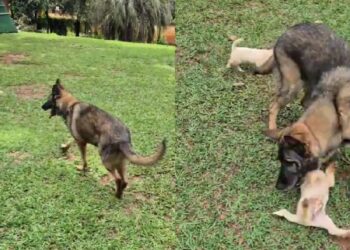 Mesmo com idade avançada, esse pastor alemão surpreende ao brincar como se fosse jovem