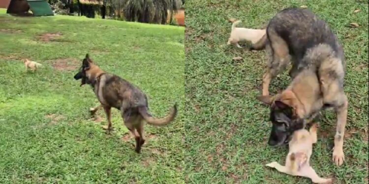 Mesmo com idade avançada, esse pastor alemão surpreende ao brincar como se fosse jovem