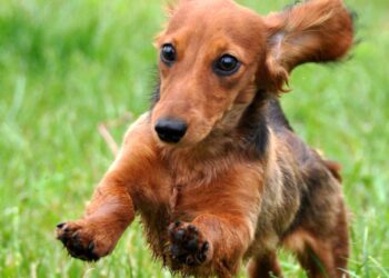 Família leva filhote para casa achando que seria pequeno, mas crescimento vira surpresa