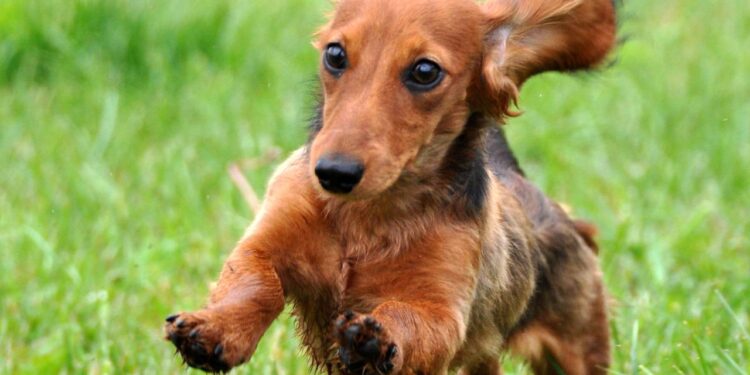 Família leva filhote para casa achando que seria pequeno, mas crescimento vira surpresa