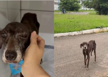 Cão idoso e abandonado, encontra lar e pela primeira vez conhece segurança, conforto e amor