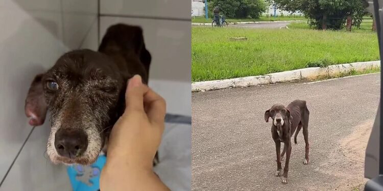 Cão idoso e abandonado, encontra lar e pela primeira vez conhece segurança, conforto e amor