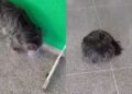 Por duas semanas cachorro ficou na porta de UPA esperando tutor e cena comove moradores