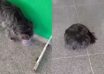 Por duas semanas cachorro ficou na porta de UPA esperando tutor e cena comove moradores