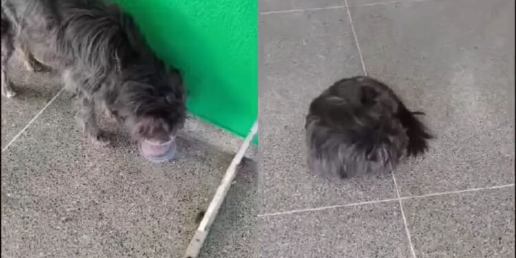 Por duas semanas cachorro ficou na porta de UPA esperando tutor e cena comove moradores