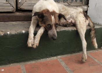 “Nunca vimos algo assim” dizem voluntários ao encontrar cachorrinhos em local abandonado