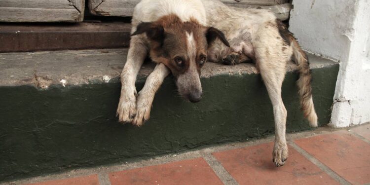 “Nunca vimos algo assim” dizem voluntários ao encontrar cachorrinhos em local abandonado