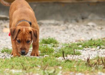 Aquela mania do seu cachorro de cheirar o chão esconde uma bússola interna conectada ao planeta Terra
